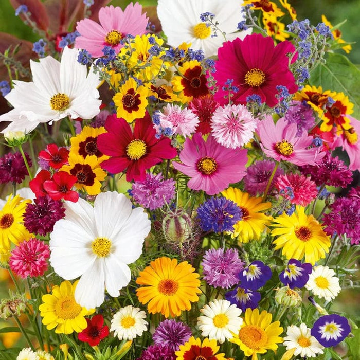 Flower seed (pack of 100)