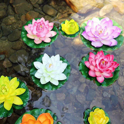 Japanese Bonsai Lotus Seeds